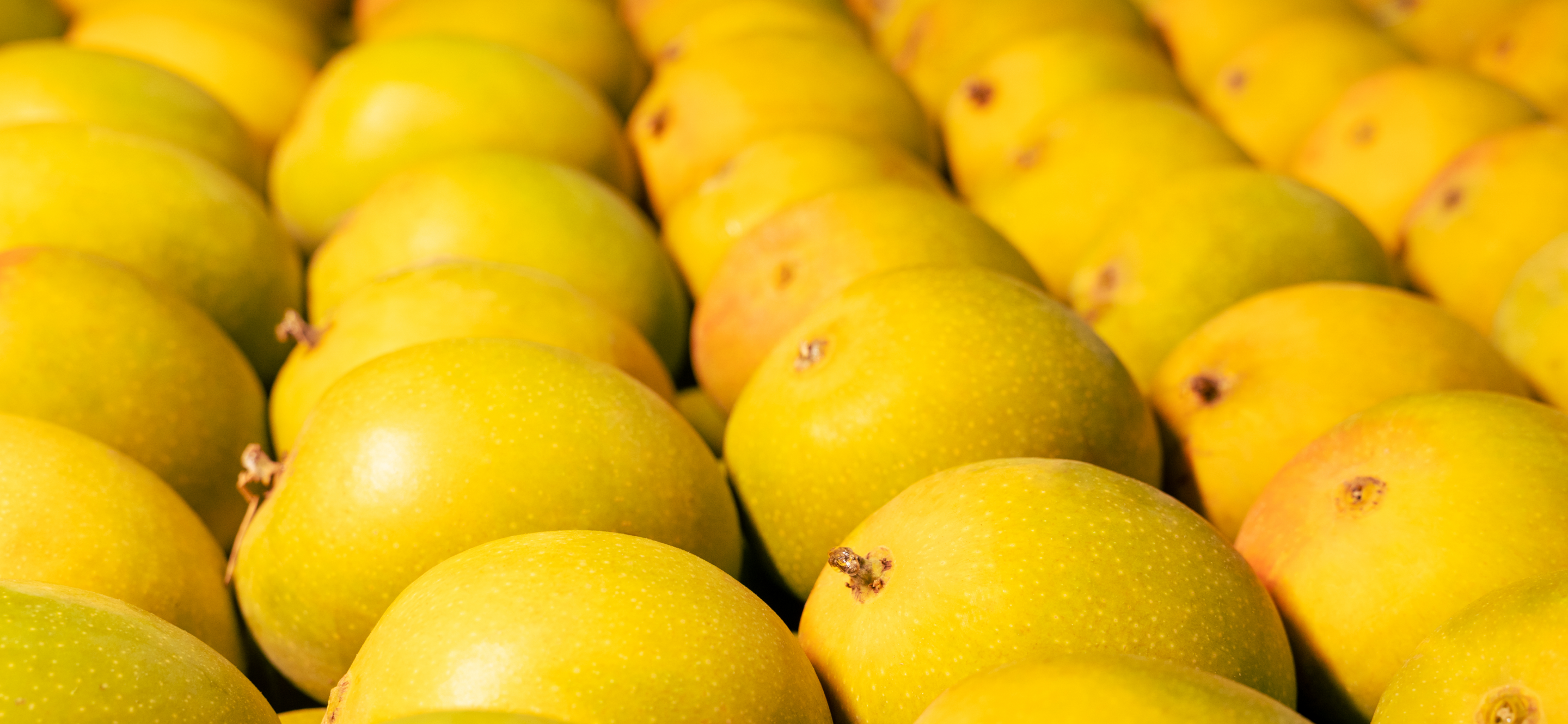A large collection of ripe golden-yellow alphonso mangoes